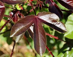 maladie incurable et guérison, guérison maladie incurable, maladie incurable, les maladies dangereuses, maladie mortelle, maladie incurable c'est quoi, les malades guérissent, à maladie, quelle maladie est incurable, maladies incurables, guerir maladie incurable, maladie incurable en anglais, les maladie grave, maladie incurable liste, c'est sont malades, guérir d'une maladie incurable, maladie chronique et incurable, le maladie le plus dangereux du monde, les maladies s'enfuient, maladies incurables et mortelles, la maladie infection, j'étais malade il m'a guéri, j'etais malade il m'a gueri, je ne suis plus malade, je suis malade la maladie d'amour, m malade, maladie incurable exemple, la maladie c'est mon ennemi, maladie grave et rare, les maladies incurable, quel sont les maladie incurable, maladie incurable rare, ta maladie a trop duré, une personne malade, une maladie incurable, guérison et miracle, une guérison de toutes les maladies, un mal incurable, c'est quoi une maladie incurable, les 10 maladies les plus rares du monde, vivre avec une maladie incurable, maladie difficile à soigner, 4 malade, 3 millions pour une guérison, 3 millions pour une guerison, trois millions pour une guérison, 5 mardi de guerison, maladi difficile, guerison des 150 maladies, le sida et traitement, le sida est la, le sida est là, le sida, le sida sans visage, le sida dans la cité, le sida traitement actuel, le sida dans la cite, sita le sida est la, sida en français, comment éviter le sida, comment le sida se manifeste dans le corps humain, effet du sida, les symptômes du sida chez l'homme, les signes du sida chez l'homme, les signe du sida chez la femme, les signe du sida chez l'homme, sida c'est quoi, guérison sida 2022, sida l, médicament pour sida, le maladie de sida, j'ai le sida, k sida, sida vs kalele, sida signe, comment se manifeste le sida sur la peau, le symptôme du sida, quels sont les symptômes du sida, comprendre le vih et son traitement, le sida sans traitement, etudiant sida, sida 1, les sida, le sida episode 7, traitement traditionnel africaine, tradithérapie africaine, traitement cheveux naturel africain, tradition africain, femme africaine traditionnelle, tradipraticien burkina faso, tradition ancestrale africaine, african tradition, african traditional tribes, la tradition africaine, african tra, botswana tradition, traditionnel benin, comment traiter les cheveux naturels africains, traitement des cheveux africains, médicament traditionnel africain pour plaie de ventre, ethiopian tradition, ethiopian traditional foods, les tradition africaine, afrique traditionnelle, ethiopian traditional medicine plant, les tradipraticiens de cote d'ivoire, film traditionnel africain, ghana tradition, pagne traditionnel gouro, griot d'afrique, habillement traditionnel africain, habit traditionnel nigerian, haitian trader, african traditional clothes, african traditional attire, traditionnel ivoirien, kenya tradition, la tradipraticienne, mariage traditionnel africain, modèle traditionnel africain, tradipraticien malien, new african tradition, niger tradition, origine africaine de la médecine, traditionnelle, south african traditional, south african tradition, tradition sud africaine, zidomé, four traditionnel africain, traditional african culture, tisane africaine, plante tisane africaine, tisane africaine après accouchement, tisane africaine contre la fatigue, tisane africaine pour maigrir, tisane africaine pour ouvrir le col, tisane africaine pour dormir, tisane sud africaine, tisane tea, tisane africain, tisane rafraîchissante réunion, plante africain, thé assorossi, tisan bon, tisane chin, tisane koffi olomide, tsiane, tisane afrique du sud, tisane afrique de l ouest, tisane d'afrique, tisane bois d'arnette, djansang, francois tibere tisaneur, tisane bois maigre, les bienfaits de la tisane, tisane pour femme enceinte, femme africaine traditionnelle, ginjan, tisane pour maigrir, ginseng tea, gnatou, tisane afrique de l'ouest, tisane african juju, jus de fruit africain, jus de tiokon, koffi tisane, k-tino watafufu, la tisane africaine, tisane pour la toux 974, ti l'afrique, met africain, tisane md, n'tifafa, tisane plante africaine, tisane pour bien dormir, tisane ayapana, tisaneur 974, sousoufi, tisane use, vertus du thé, vatika afro naturals, tipzanga, africain 974, arbre timitimini, tres africain, four traditionnel africain, african tea recipe, cuisine africaine et d'ailleurs, super tonic togo, african treasure shea butter, tisane 7/7, le tonique africain, 8 avril 2020 film africa tv, tisane a 8, jatropha et ses vertus, le jatropha et ses vertus, le jatropha rouge et ses vertus, le jatropha rouge et ses vertus spirituelles, jatropha blanc et ses vertus, jatropha fruit, jatropha plant, jatropha multifida, jatropha rouge et ses vertus, jatropha vertus, jatropha rouge vertus spirituelles, jatropha blanc vertu spirituel, les vertus du jatropha pdf, jatropha curcas plant, jatropha red plant, vertu du jatropha rouge, vertjs, vertus yolande,