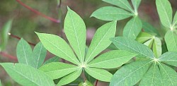 maladie incurable et guérison, guérison maladie incurable, maladie incurable, les maladies dangereuses, maladie mortelle, maladie incurable c'est quoi, les malades guérissent, à maladie, quelle maladie est incurable, maladies incurables, guerir maladie incurable, maladie incurable en anglais, les maladie grave, maladie incurable liste, c'est sont malades, guérir d'une maladie incurable, maladie chronique et incurable, le maladie le plus dangereux du monde, les maladies s'enfuient, maladies incurables et mortelles, la maladie infection, j'étais malade il m'a guéri, j'etais malade il m'a gueri, je ne suis plus malade, je suis malade la maladie d'amour, m malade, maladie incurable exemple, la maladie c'est mon ennemi, maladie grave et rare, les maladies incurable, quel sont les maladie incurable, maladie incurable rare, ta maladie a trop duré, une personne malade, une maladie incurable, guérison et miracle, une guérison de toutes les maladies, un mal incurable, c'est quoi une maladie incurable, les 10 maladies les plus rares du monde, vivre avec une maladie incurable, maladie difficile à soigner, 4 malade, 3 millions pour une guérison, 3 millions pour une guerison, trois millions pour une guérison, 5 mardi de guerison, maladi difficile, guerison des 150 maladies, le sida et traitement, le sida est la, le sida est là, le sida, le sida sans visage, le sida dans la cité, le sida traitement actuel, le sida dans la cite, sita le sida est la, sida en français, comment éviter le sida, comment le sida se manifeste dans le corps humain, effet du sida, les symptômes du sida chez l'homme, les signes du sida chez l'homme, les signe du sida chez la femme, les signe du sida chez l'homme, sida c'est quoi, guérison sida 2022, sida l, médicament pour sida, le maladie de sida, j'ai le sida, k sida, sida vs kalele, sida signe, comment se manifeste le sida sur la peau, le symptôme du sida, quels sont les symptômes du sida, comprendre le vih et son traitement, le sida sans traitement, etudiant sida, sida 1, les sida, le sida episode 7, traitement traditionnel africaine, tradithérapie africaine, traitement cheveux naturel africain, tradition africain, femme africaine traditionnelle, tradipraticien burkina faso, tradition ancestrale africaine, african tradition, african traditional tribes, la tradition africaine, african tra, botswana tradition, traditionnel benin, comment traiter les cheveux naturels africains, traitement des cheveux africains, médicament traditionnel africain pour plaie de ventre, ethiopian tradition, ethiopian traditional foods, les tradition africaine, afrique traditionnelle, ethiopian traditional medicine plant, les tradipraticiens de cote d'ivoire, film traditionnel africain, ghana tradition, pagne traditionnel gouro, griot d'afrique, habillement traditionnel africain, habit traditionnel nigerian, haitian trader, african traditional clothes, african traditional attire, traditionnel ivoirien, kenya tradition, la tradipraticienne, mariage traditionnel africain, modèle traditionnel africain, tradipraticien malien, new african tradition, niger tradition, origine africaine de la médecine, traditionnelle, south african traditional, south african tradition, tradition sud africaine, zidomé, four traditionnel africain, traditional african culture, tisane africaine, plante tisane africaine, tisane africaine après accouchement, tisane africaine contre la fatigue, tisane africaine pour maigrir, tisane africaine pour ouvrir le col, tisane africaine pour dormir, tisane sud africaine, tisane tea, tisane africain, tisane rafraîchissante réunion, plante africain, thé assorossi, tisan bon, tisane chin, tisane koffi olomide, tsiane, tisane afrique du sud, tisane afrique de l ouest, tisane d'afrique, tisane bois d'arnette, djansang, francois tibere tisaneur, tisane bois maigre, les bienfaits de la tisane, tisane pour femme enceinte, femme africaine traditionnelle, ginjan, tisane pour maigrir, ginseng tea, gnatou, tisane afrique de l'ouest, tisane african juju, jus de fruit africain, jus de tiokon, koffi tisane, k-tino watafufu, la tisane africaine, tisane pour la toux 974, ti l'afrique, met africain, tisane md, n'tifafa, tisane plante africaine, tisane pour bien dormir, tisane ayapana, tisaneur 974, sousoufi, tisane use, vertus du thé, vatika afro naturals, tipzanga, africain 974, arbre timitimini, tres africain, four traditionnel africain, african tea recipe, cuisine africaine et d'ailleurs, super tonic togo, african treasure shea butter, tisane 7/7, le tonique africain, 8 avril 2020 film africa tv, tisane a 8, jatropha et ses vertus, le jatropha et ses vertus, le jatropha rouge et ses vertus, le jatropha rouge et ses vertus spirituelles, jatropha blanc et ses vertus, jatropha fruit, jatropha plant, jatropha multifida, jatropha rouge et ses vertus, jatropha vertus, jatropha rouge vertus spirituelles, jatropha blanc vertu spirituel, les vertus du jatropha pdf, jatropha curcas plant, jatropha red plant, vertu du jatropha rouge, vertjs, vertus yolande,